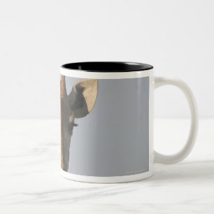 Portrait of Giraffe (Giraffa camelopardalis), Two-Tone Coffee Mug