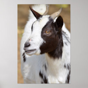 Portrait of goat poster