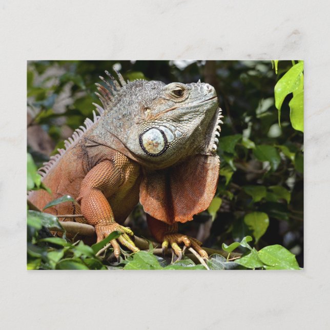 Portrait of green iguana postcard (Front)
