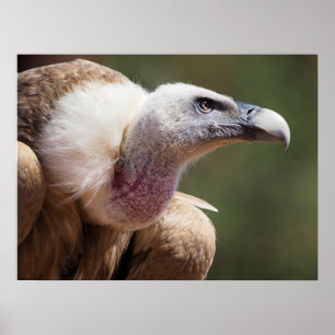 Portrait of griffon vulture poster