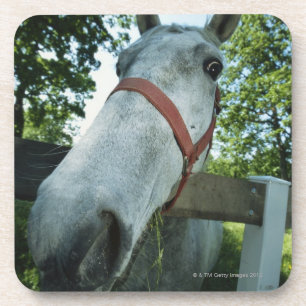 Portrait of Horse Coaster