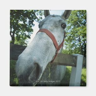 Portrait of Horse Magnet