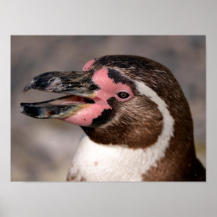 Portrait of Humboldt penguin Poster