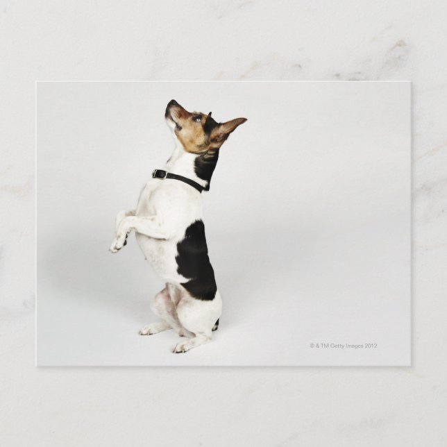 Portrait of Jack Russell dog sitting up on his Postcard (Front)