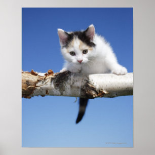 Portrait of Kitten Poster