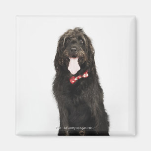 Portrait of Labradoodle dog Magnet