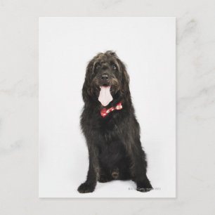 Portrait of Labradoodle dog Postcard