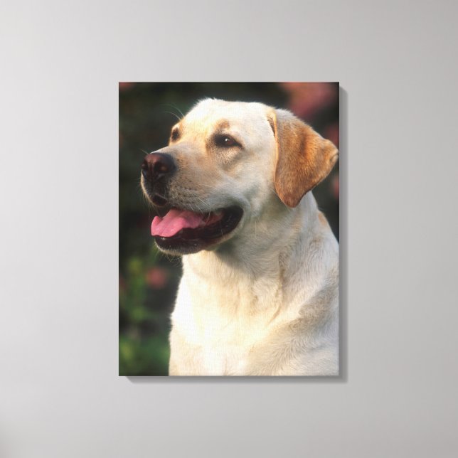 Portrait Of Labrador Retriever, Hilton Canvas Print (Front)