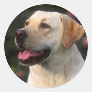 Portrait Of Labrador Retriever, Hilton Classic Round Sticker