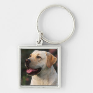 Portrait Of Labrador Retriever, Hilton Key Ring