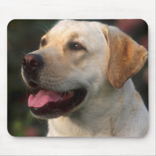 Portrait Of Labrador Retriever, Hilton Mouse Mat