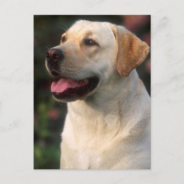 Portrait Of Labrador Retriever, Hilton Postcard (Front)