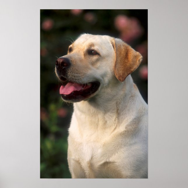 Portrait Of Labrador Retriever, Hilton Poster (Front)