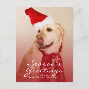 Portrait of Labrador Retriever Wearing Santa Hat Holiday Postcard