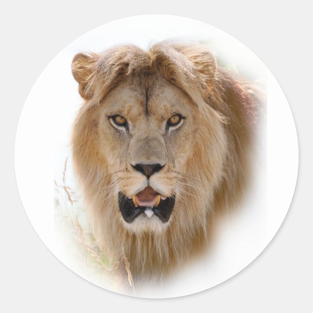 Portrait of lion classic round sticker (Front)