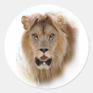Portrait of lion classic round sticker