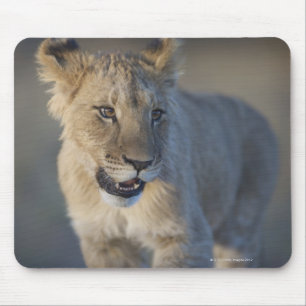 Portrait of Lion Cub (Panthera Leo), Namibia Mouse Mat