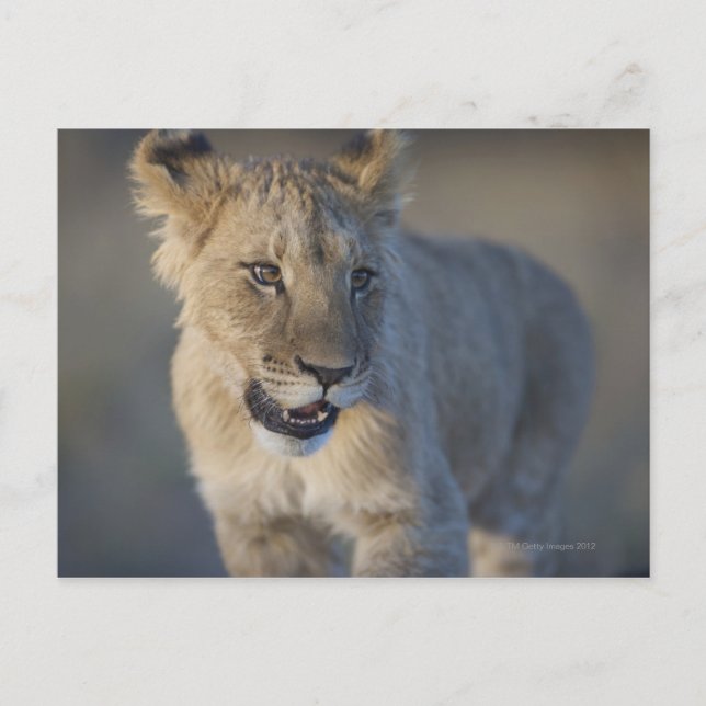Portrait of Lion Cub (Panthera Leo), Namibia Postcard (Front)