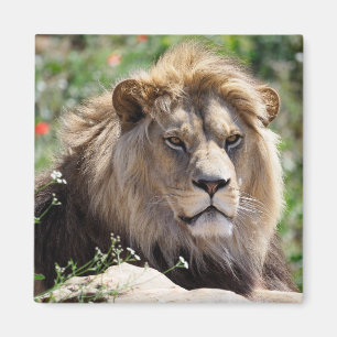 Portrait of lion seen from front    magnet