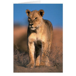 Portrait Of Lioness (Panthera Leo)