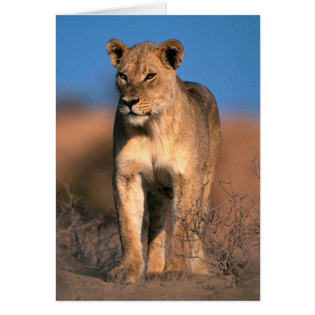 Portrait Of Lioness (Panthera Leo) (Front)