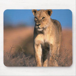 Portrait Of Lioness (Panthera Leo) Mouse Mat