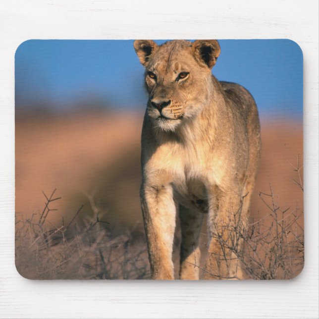 Portrait Of Lioness (Panthera Leo) Mouse Mat (Front)