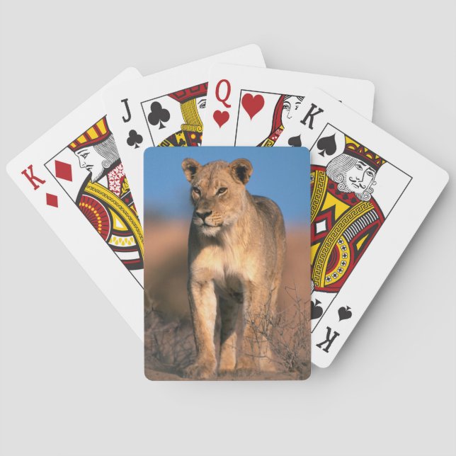 Portrait Of Lioness (Panthera Leo) Playing Cards (Back)