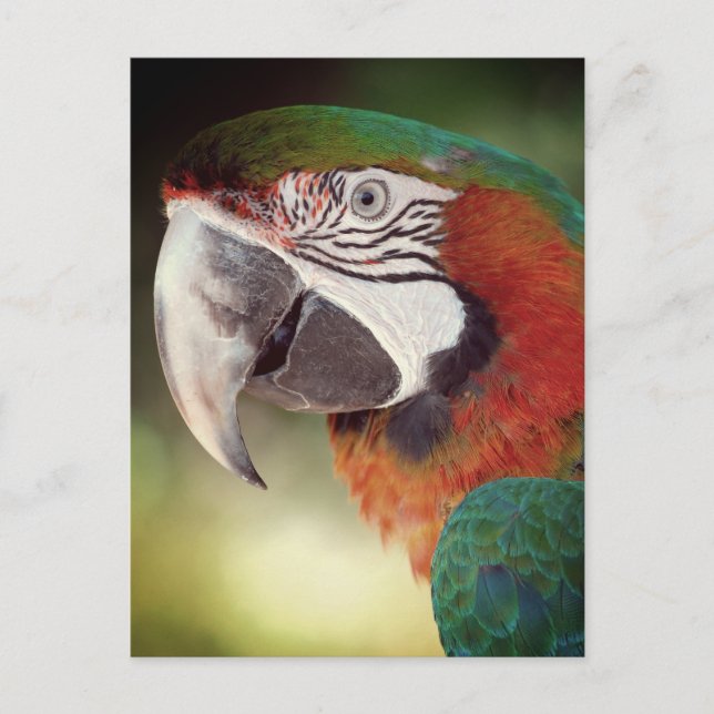 Portrait of Macaw Postcard (Front)