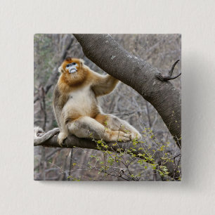 Portrait of male Golden monkey in tree 15 Cm Square Badge