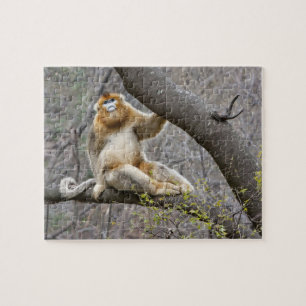 Portrait of male Golden monkey in tree Jigsaw Puzzle