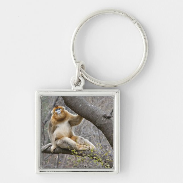 Portrait of male Golden monkey in tree Key Ring (Front)