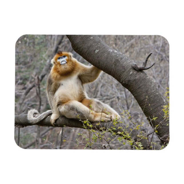 Portrait of male Golden monkey in tree Magnet (Horizontal)