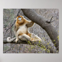 Portrait of male Golden monkey in tree