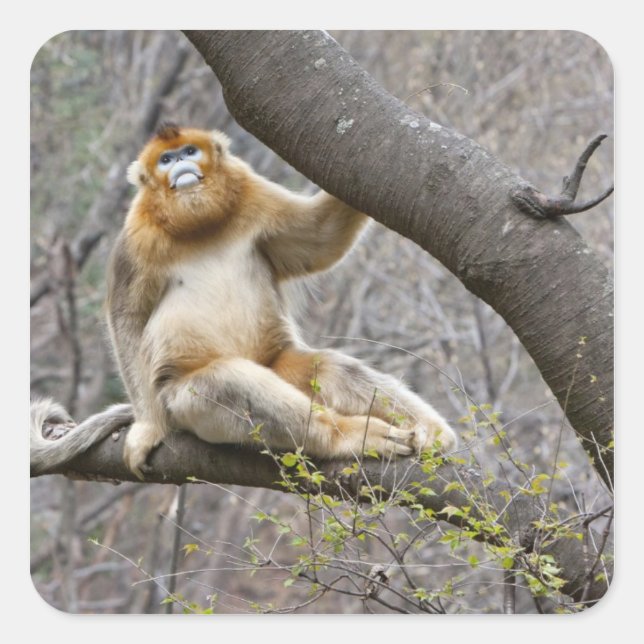 Portrait of male Golden monkey in tree Square Sticker (Front)