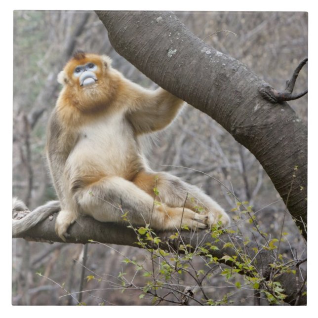 Portrait of male Golden monkey in tree Tile (Front)