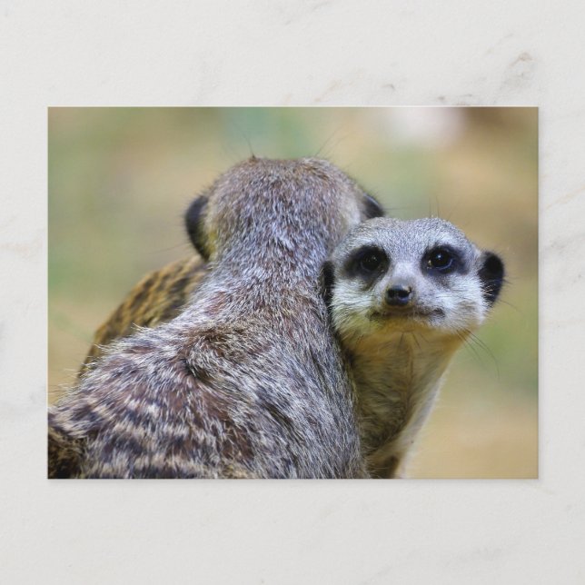 Portrait of meerkats or suricates holiday postcard (Front)