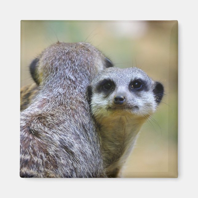 Portrait of meerkats or suricates   magnet (Front)