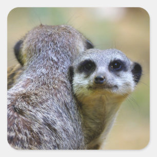 Portrait of meerkats or suricates   square sticker