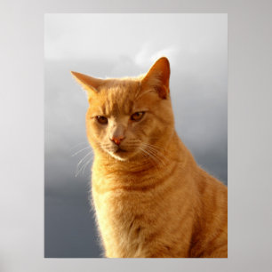 Portrait of Merlin the ginger cat Poster