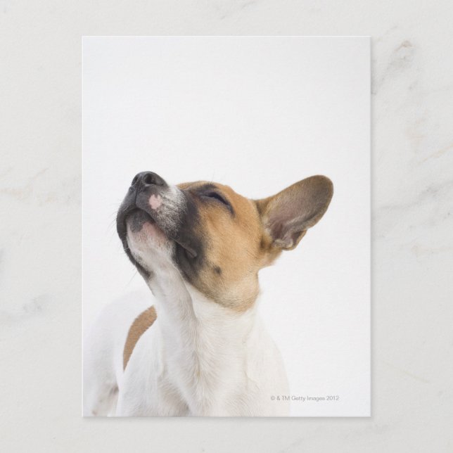 portrait of mongrel puppy postcard (Front)
