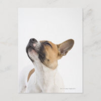 portrait of mongrel puppy