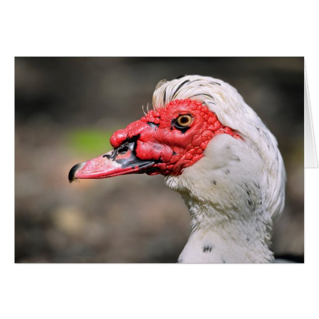 Portrait of muscovy duck (Front Horizontal)