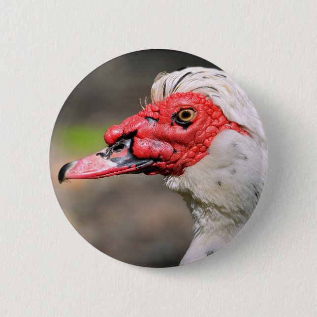 Portrait of muscovy duck 6 cm round badge (Front)
