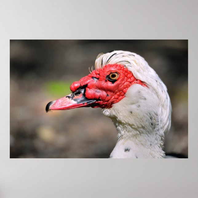 Portrait of muscovy duck poster (Front)