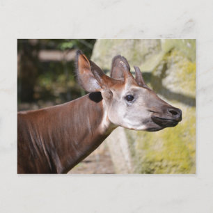Portrait of okapi postcard