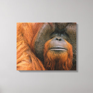Portrait of Orang-utang Male, Georgia, USA Canvas Print