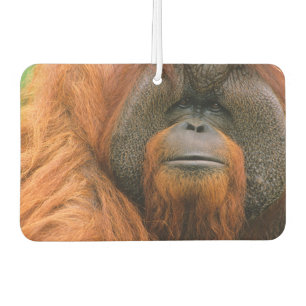 Portrait of Orang-utang Male, Georgia, USA Car Air Freshener