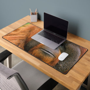 Portrait of Orang-utang Male, Georgia, USA Desk Mat