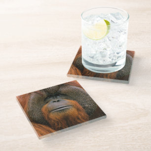 Portrait of Orang-utang Male, Georgia, USA Glass Coaster